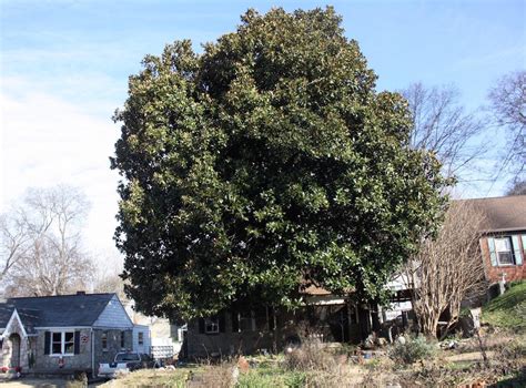 I can only speak for the magnolia trees in my yard, magnolia grandiflora. Curious Nashville: A Question About Magnolia Trees Can ...