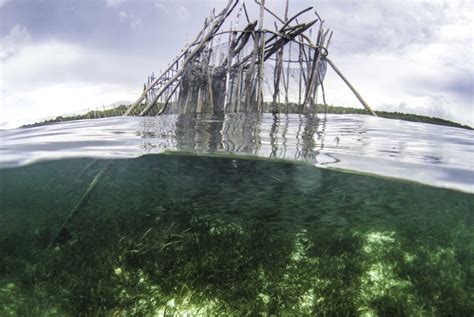 Raising funds to help secure a future for seagrass in healthy oceans. Why Save Seagrass | Project Seagrass