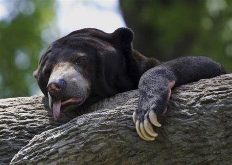 The Best Animal Photos Of 2012, part 2012 | Animals
