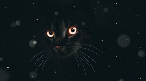 Download Kumpulan 79 Wallpaper Dark Cat Terbaik Gambar