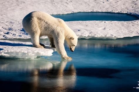 Polar Bears Hurt By Climate Change Are More Likely To Turn To A New