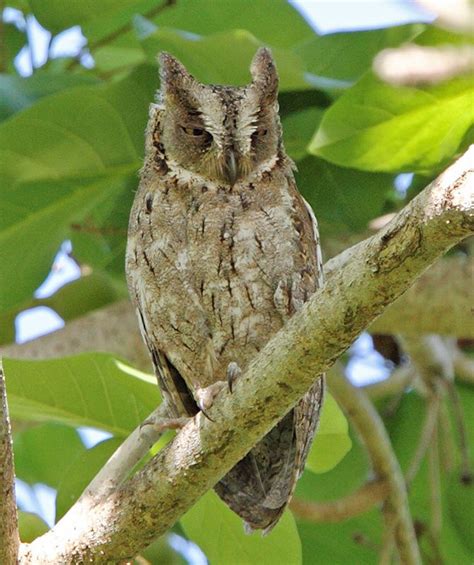 Mantanani Scops Owl Otus Mantananensis Picture 1 In Otus