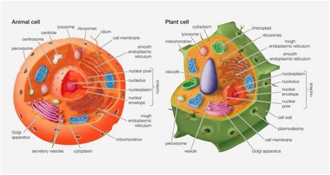 Plants, fungi and animal cell use. NCERT Class 9 Science - The Fundamental of Life ...