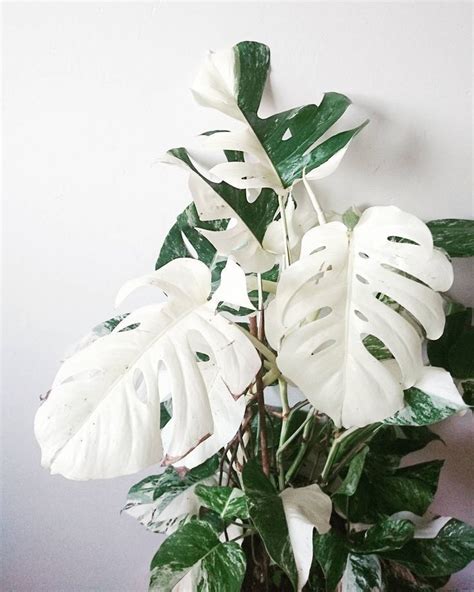 Monstera Plant With White Leaves Cool Plants Plants House Plants