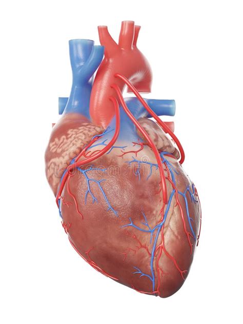 Coronary Artery Bypass Graft Stock Illustrations 83 Coronary Artery