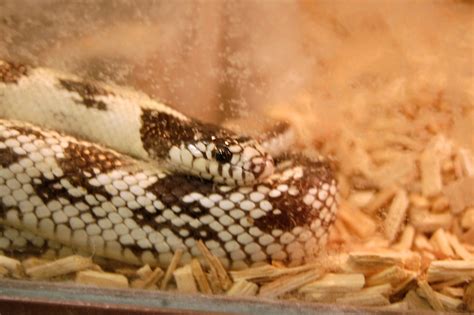 California King Snake Mark H Anbinder Flickr