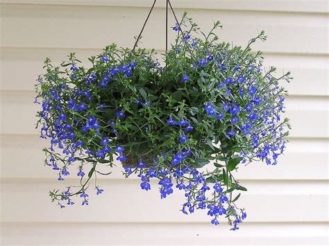 Imagine several gorgeous hummingbirds hovering around your hanging baskets, each vying for a dining spot. Best Flowers for Hanging Baskets | Flowers, Flower and Gardens