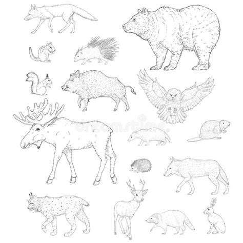 Vector Sketch Set Of Forest Animals Stock Illustration Illustration