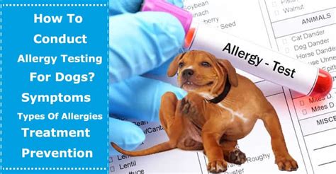 How To Conduct Allergy Testing For Dogs Symptoms And Types Of Allergies