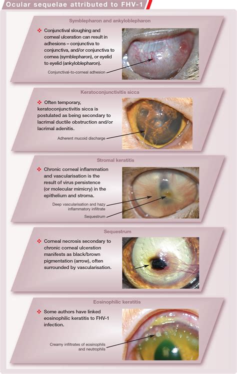 Aetiology Of Corneal Ulcers Assume Fhv 1 Unless Proven Otherwise