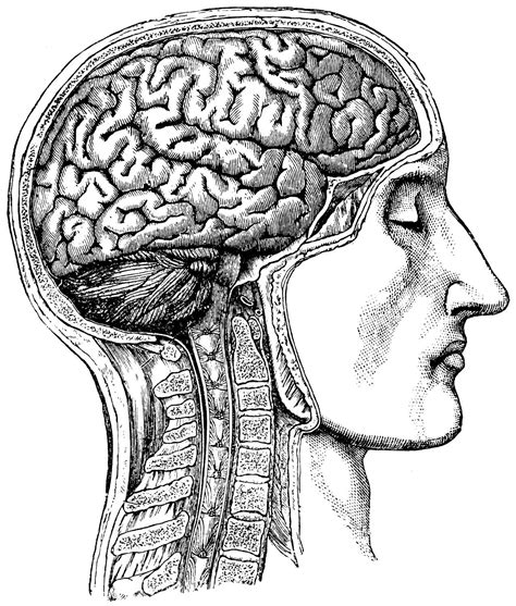 Without an understanding of anatomy, your drawings will always feel like there's something wrong. Human brain Anatomical Medical Skull anatomy 54 | Etsy