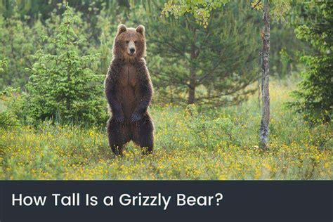 How Tall Is A Grizzly Bear Standing And On All Four