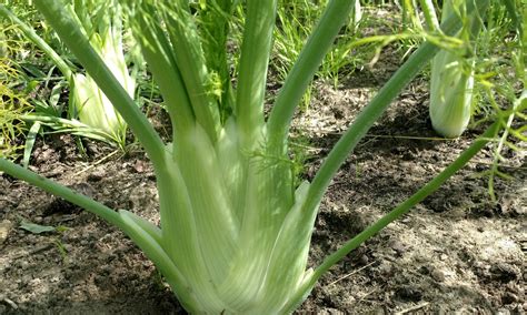 Venkel CSA de Wilde Peen