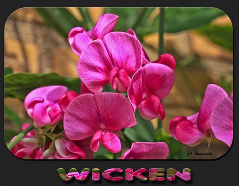 Genießen sie die schönsten gärten. aus Nachbar's Garten Foto & Bild | pflanzen, pilze ...