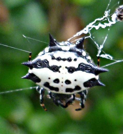 Is This A Crab Spider Gasteracantha Cancriformis Bugguidenet