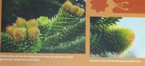 It is hardy to zone (uk) 8 and is not frost tender. Gardens By The Bay - Plants in The Flower Dome