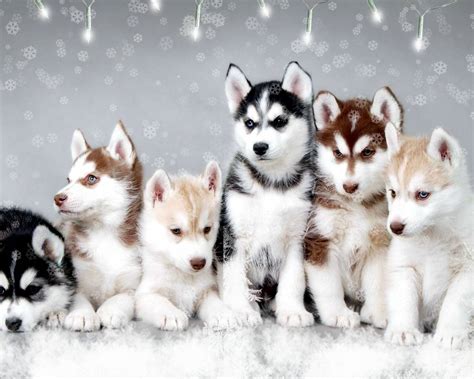 Husky Puppy Winter Wallpapers Wallpaper Cave