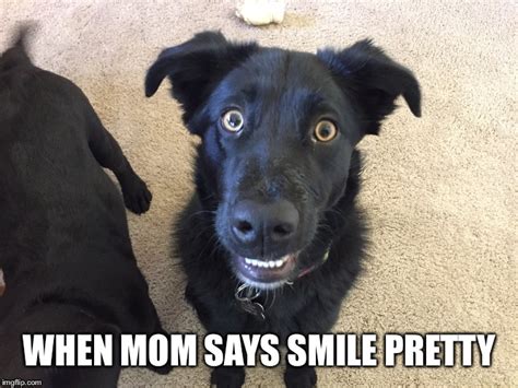 25 Funny Dog Memes Smiling Factory Memes