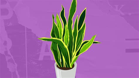 D Nde Colocar La Sansevieria Para Alejar Las Malas Vibras De Tu Hogar