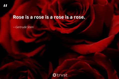 78 Rose Quotes About Natural Beauty Love And Thorns