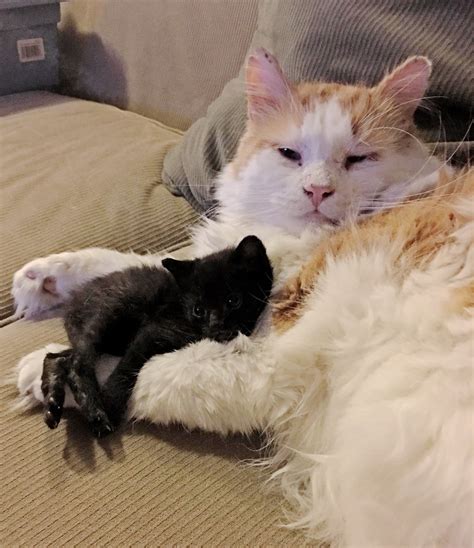 Feral cats are the unsocialized offspring of owned, stray cats, or other feral cats who have not been spayed or neutered. Rescuers Find Kitten in Difficult Situation and Save Him ...