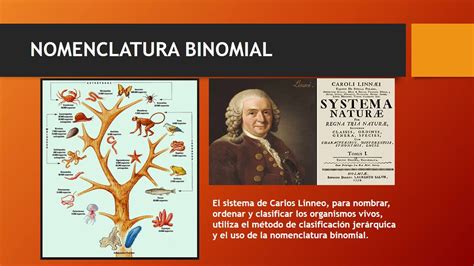 De Acordo Com O Sistema Binomial De Nomenclatura Estabelecido Por