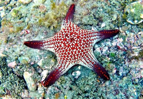 Galapagos Photo A Red Sea Star In Galapagos Islands