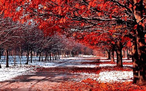 First Snow In Late Autumn Fall Leaves Path Colors Trees Hd