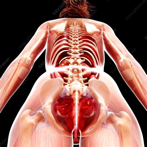 Human Female Anatomy Images Female Human Structure Bodesewasude