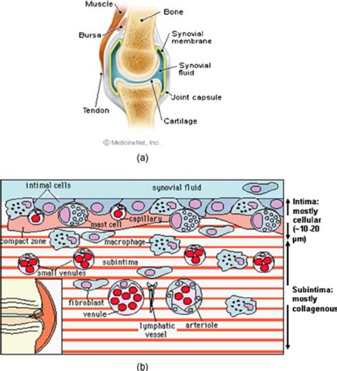 Synovial Membrane
