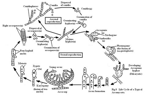 Conidia are type of asexual spores (nonmotile) in fungi while a spore is a reproductive structure of fungi and some other organisms, containing one or conidium (plural: Fungi structure and reproduction