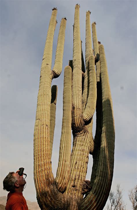 Worlds Biggest Saguaro Cactus