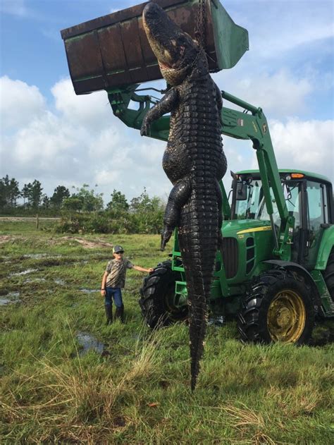 Giant Alligator Killed In Florida 15ft Long And 100 Years Old After