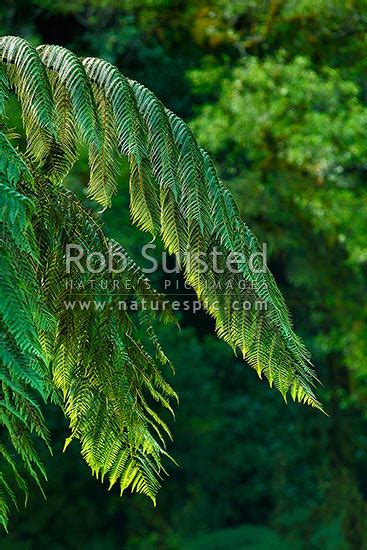 New Zealand Tree Ferns Growing In Abundance Mostly Soft Tree Ferns