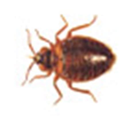 Pest control may appear fairly straight forward, but the duties of a professional pest control specialist require a load of pest control training about insects that's pest control 101. Common Pests - Bug-n-Out Pest Control - Residential and Commercial - Serving Ocala, Florida