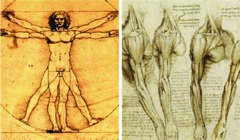 Drawings By Leonardo Da Vinci Vitruvian Man Left