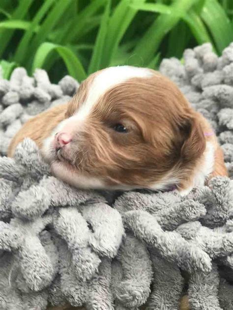 Teacup cavapoos are a cross of the king charles cavalier if you're looking for teacup cavapoo puppies for sale near you, we have puppies available and we work hand in hand with a pet nanny who can. Teacup Cavoodle Puppies For Sale Near Me