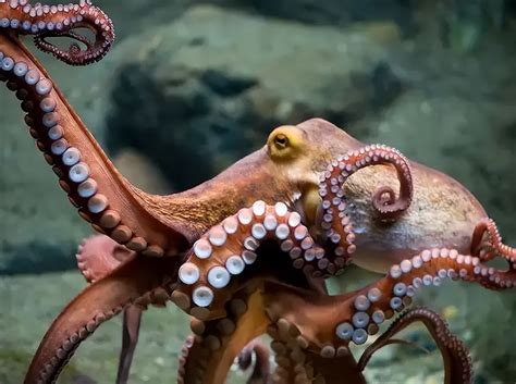 how amazing are octopusessmarter than humans and even bigger than a ship imedia