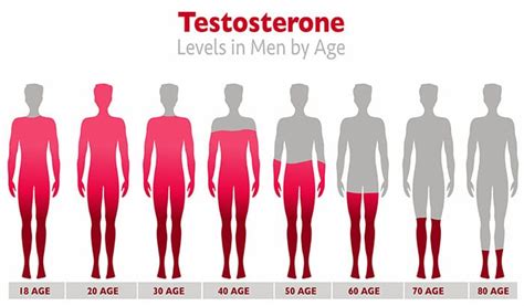 A Breakdown Of Testosterone Levels By Age Genesys Men S Health