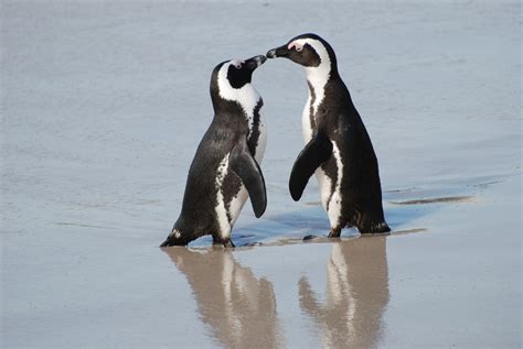 Cape Town Penguins Boulders Beach Penguin Colony Tours South Africa
