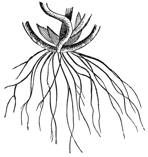 We have collected 39+ tree coloring page with roots images of various designs for you to color. Root | ClipArt ETC