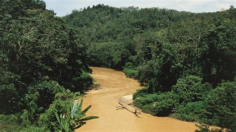 Sustainable Management Of Tropical Rainforests Tropical Rainforests