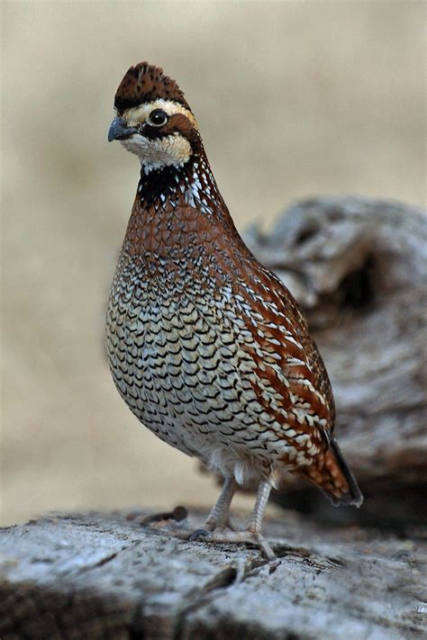 Quail Decline research awards announced | AgriLife Today