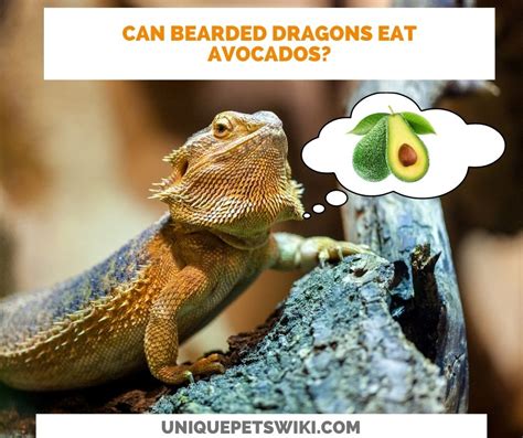 As you can imagine, these symptoms would make eating rather painful (which is why they don't). Can Bearded Dragons Eat Avocado? You MUST Know This