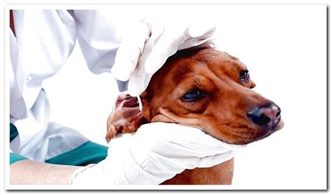How To Know If My Dog Has Otitis Symptoms And Treatment Dogsis