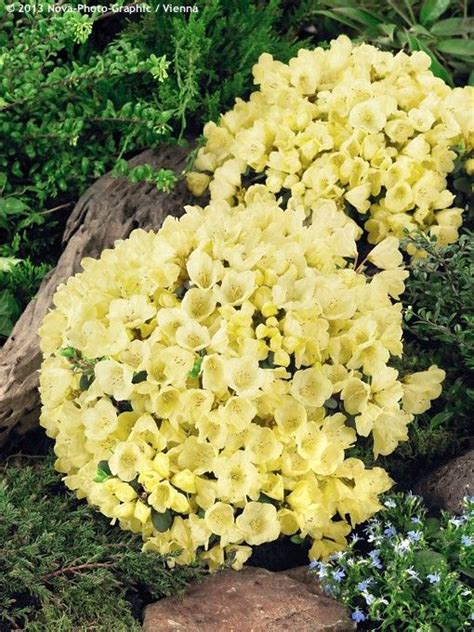We did not find results for: zone 7 evergreen shrubs | Rhododendron "WREN" - Havlis.cz ...