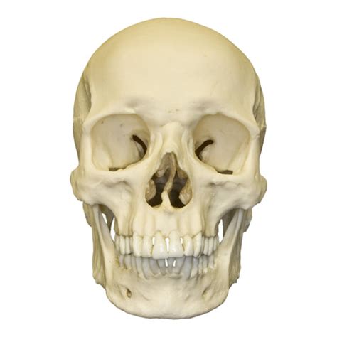 Replica Human Male European Caucasian Skull For Sale Skulls
