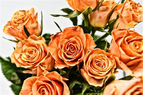 玫瑰 花 开花 Pixabay上的免费照片
