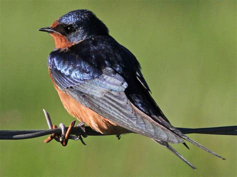 Barn Swallow Wallpaper 1024x768 58045