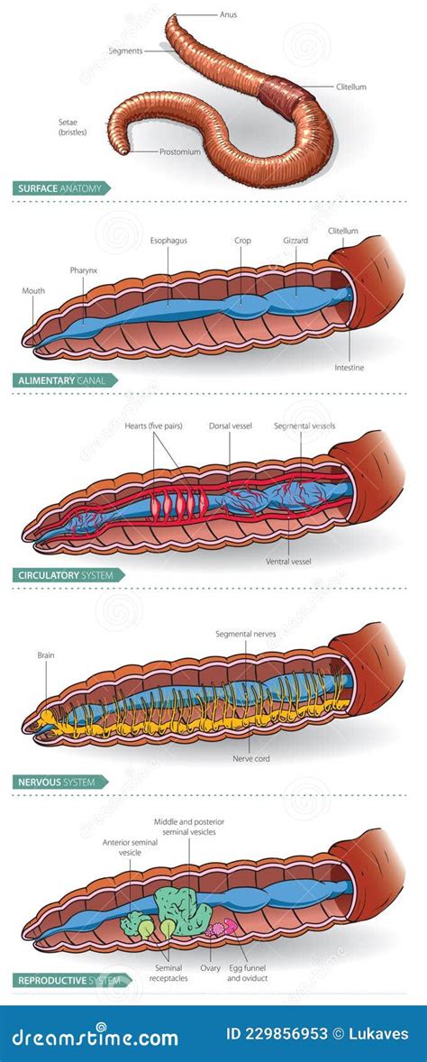 Earthworm Diagram Labeled